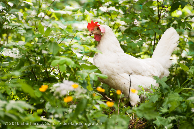 weisses Huhn zwischen Wildstauden