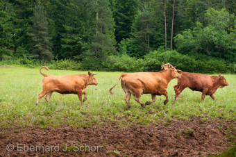 galoppierende Rinder auf eine Weide