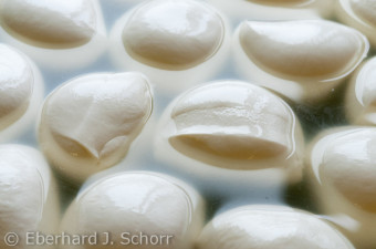 Mozzarella Herstellung – Foto Eberhard J. Schorr