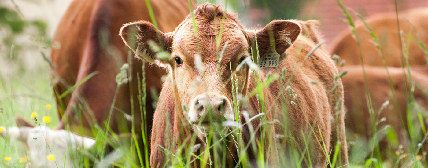 Kalb auf einer Weide blickt direkt zum Fotografen