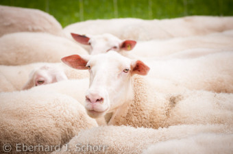 zwei weiße Schafe der Rasse Ostfriesische Milchschafe blicken direkt in die Kamera