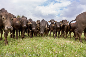 Eine Herde von jungen Wasserbüffel Bullen