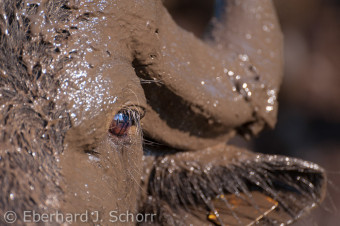 Ein mit Schlamm bedeckter Kopf eines Wasserbüffel Bullens