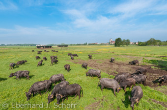 Vor den Toren Jüterbogss grasen die Wasserbüffel