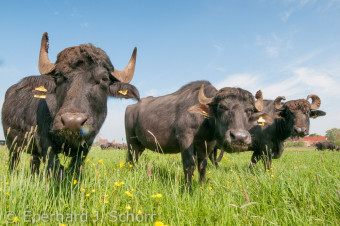Drei Wasserbüffel auf einer blühenden Weide bei Jüterbog, Brandenburg