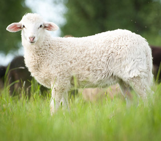 weisses Lamm