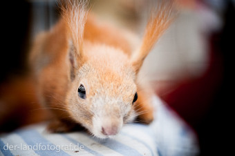 Diesem Eichhörnchen geht es noch sehr schlecht. Es liegt ermattet auf einem Tuch.