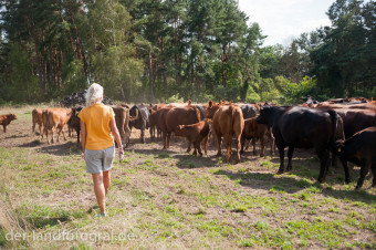 Eine Teilnehmerin treibt die Kühe an nur über ihre Präsenz und ihre Körpersprache, ganz ohne Lärm