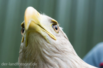 Der Kopf eines Seeadlers mit seinem imposanten Schnabel und den scharfen Augen