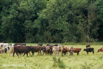 Eine Kuhherde auf einer extensiv bewirtschafteten Weide nahe der Havel vom Hof Stolze Kuh im Nationalpark Unteres Odertal