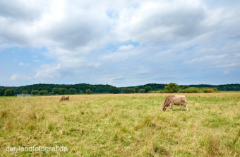 Zwei der Ammenkühe grasen auf der Weide vom Biohof Stolze Kuh in Brandenburg nahe der Oder