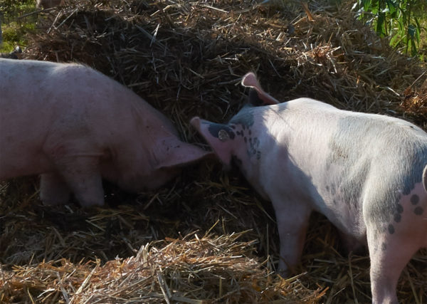 zwei Schweine stehen im Schatten eines Strohballens