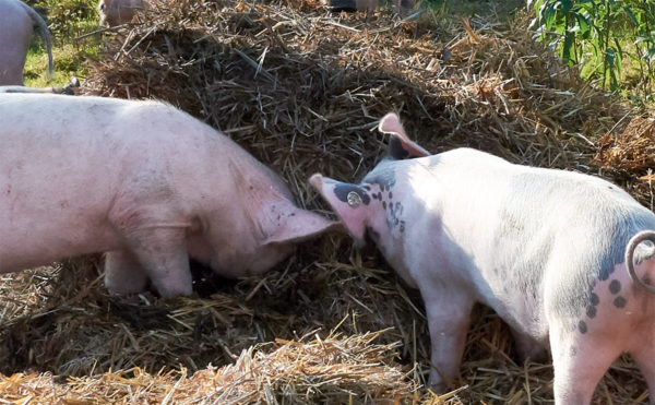 Der Schattenbereich des Fotos (zwei Schweine stehen im Schatten eines Strohballens) ist nun selektiv aufgehellt worden