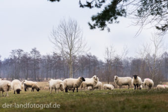 Eine Schafherde in Brandenburg, die von Herdenschutzhunden bewacht werden
