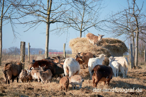 Eine Ziegenherde zerlegen einen Strohballen, Archehof Gut Falkenhain im Boitzenburger Land