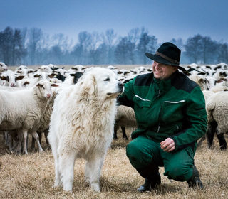 Schäfer Jürgen Körner mit einem seiner Herdenschutzhunde vor seiner Schafherde