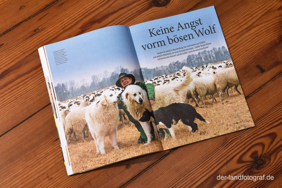 Doppelseite eines Artikels über Herdenschutzhunde im Magazin Aufs Land