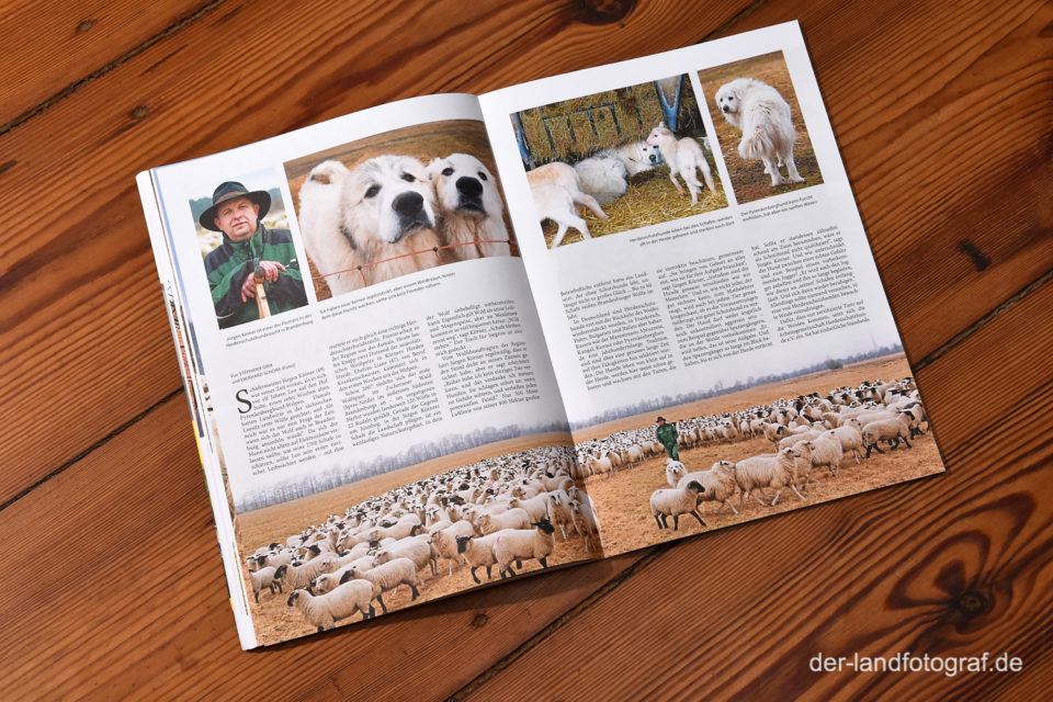Doppelseite - Herdenschutzhunde in Brandenburg für AufsLand! BerlinerVerlag