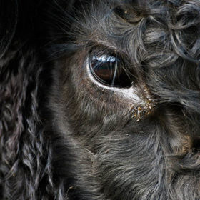 Nahaufnahme von einem Galloway-Rind
