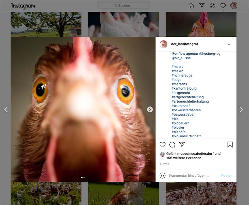 Post auf Instagram eines Fotos von einem Huhn eines Biohofes mit den verwendeten Hashtags.