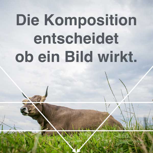 Kuh liegt auf einer Weide