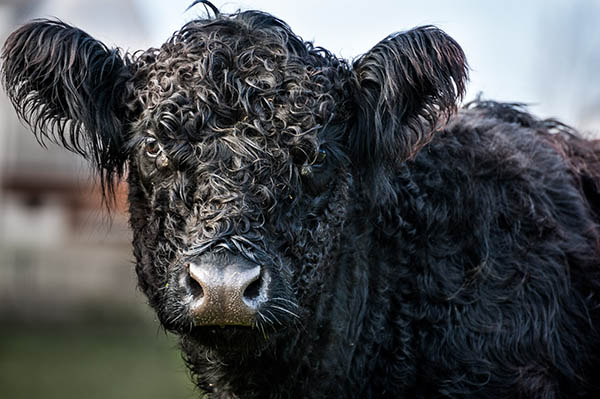 Galloway Rind im Portrait vom Biohof
